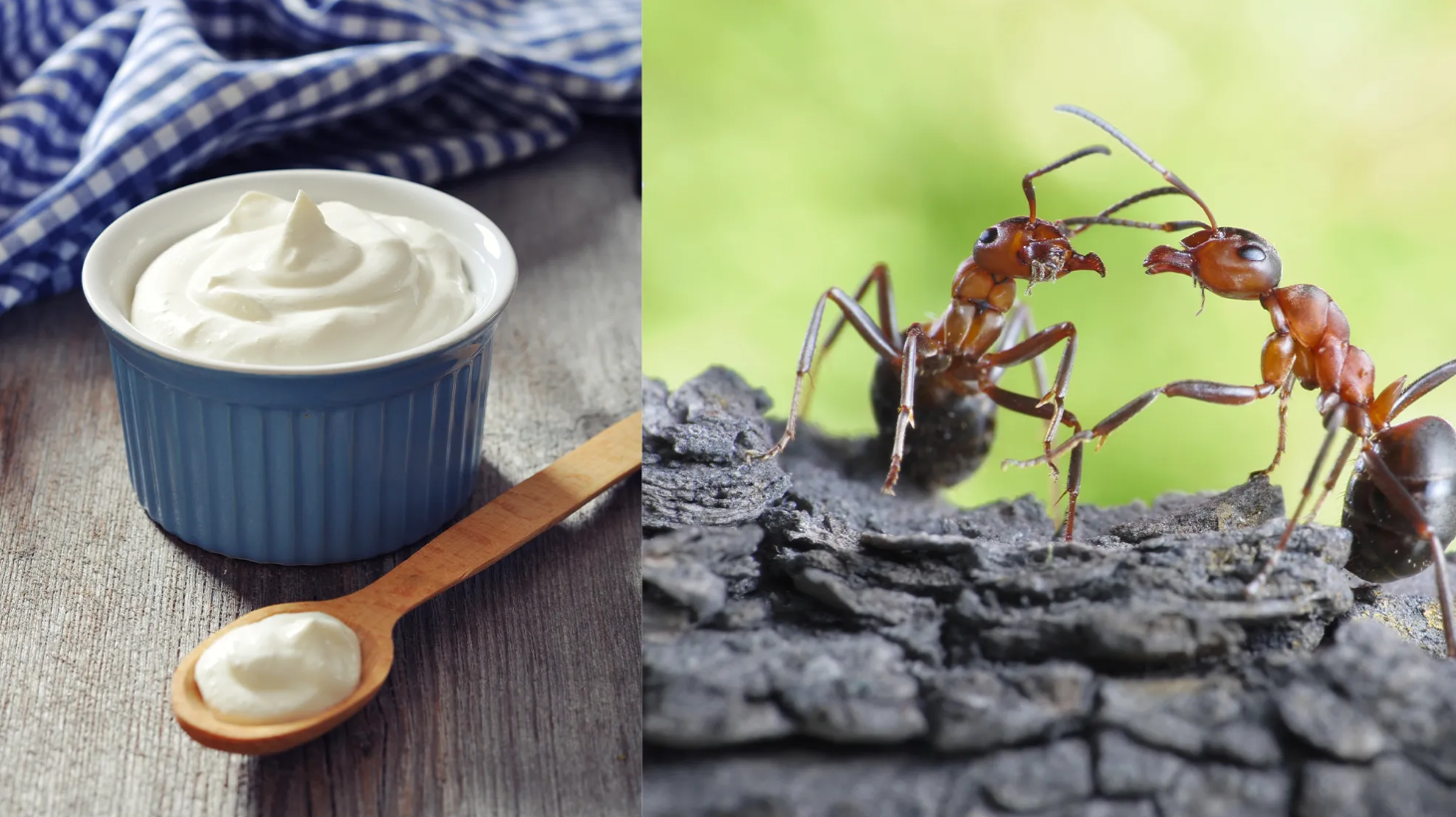 image 28