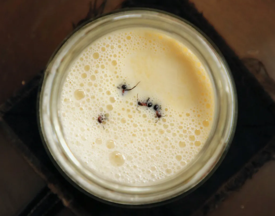 Ant Yogurt: How Ants and Their Microbes Are Making Yogurt Tastier — The Science Behind This Bizarre Fermentation 3 image 31